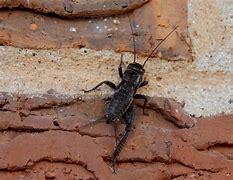 Image result for Texas Field Cricket