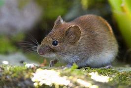 Image result for Common Vole