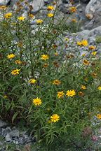 Image result for Buphthalmum salicifolium Alpengold