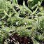 Image result for Achillea millefolium Lachsschonheit