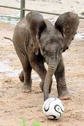 Image result for Funny Animals Playing Soccer