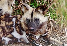 Image result for African Wild Dog Facts for Kids