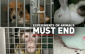 Image result for Effects of Animal Testing