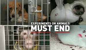 Image result for Animal Testing No Gore