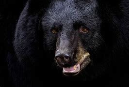 Image result for What Does a Bear Look Like