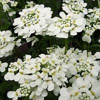 Image result for Iberis sempervirens Fischbeck