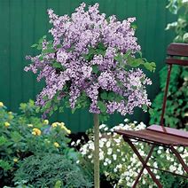 Image result for Ornamental Dwarf Lilac Tree