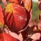 Image result for Cornus florida Royal Red