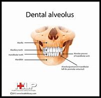 Image result for alveolae