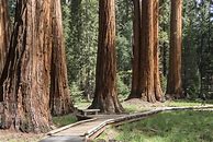 Image result for Giant Sequoia Tree