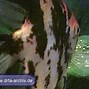 Image result for Zuchtaquarium 160 Cm