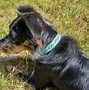 Image result for Large Leather Dog Collars
