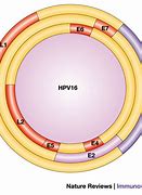 Image result for Human Papillomavirus 16 and 18