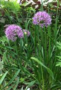 Image result for Allium senescens