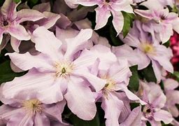 Image result for Clematis Purple for Part Shade
