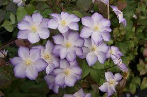 Image result for Clematis Lucky Charm