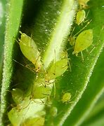 Image result for Aphids