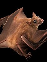 Image result for Bat-Eating Mosquito