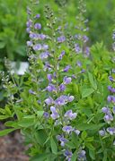 Image result for Baptisia Starlite Prärieblues