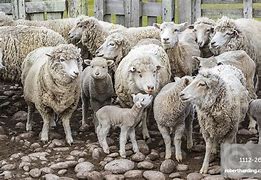 Image result for Sheep Waiting