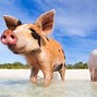 Image result for Bahamas Pigs Vertical