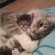 Image result for Cat Cuddling Kitten