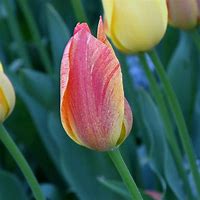 Image result for Tulipa Rhapsody of Smile