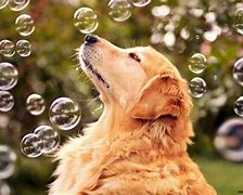 Image result for Cool Dog Cat Wallpapers