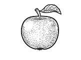 Image result for Apple Fruit Sketch