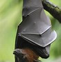 Image result for Giant Flying Foxes
