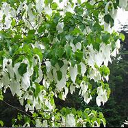 Image result for Davidia involucrata vilmoriniana