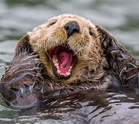 Image result for Sea Otters in Florida