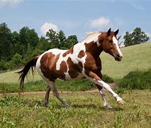 Image result for Paint Horse Racing Photos