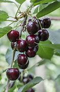 Bilderesultat for Prunus avium Regina