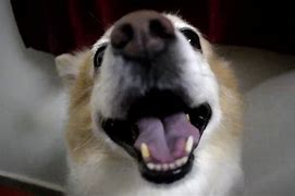 Image result for Puppy Singing