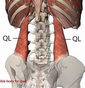 Image result for QL Attachment