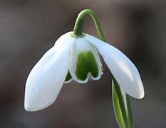 Image result for Galanthus Lavinia