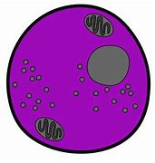 Image result for How to Use Procreate to Draw an Animal Cell