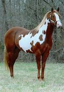 Image result for Red and White Paint Horse
