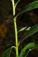 Image result for Euphorbia corollata