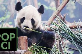 Image result for Giant Panda Climate Change