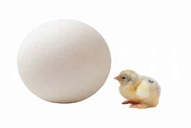 Image result for Poached Ostrich Egg