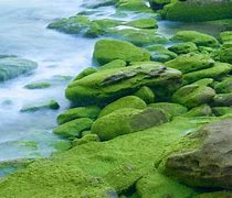 Image result for Moss Covered Rocks