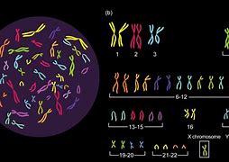 Image result for human chromosomes
