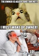 Image result for Cat Wake Up Owner Meme