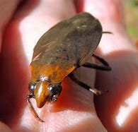 Image result for Giant Water Bug Michigan