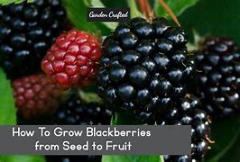 Image result for Insides of a BlackBerry Fruit