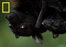 Image result for Biggest Bat Species