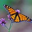 Image result for Pics of Butterflies