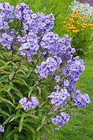 Image result for Phlox Cool of the Evening (Paniculata-Group)